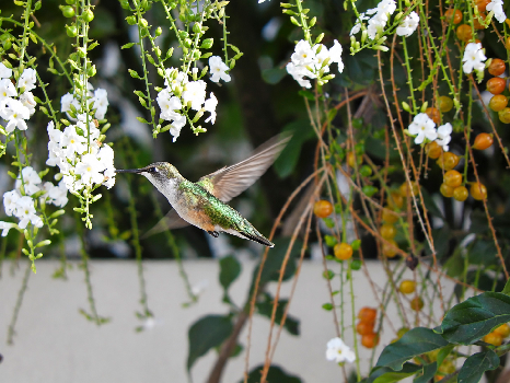 nectar