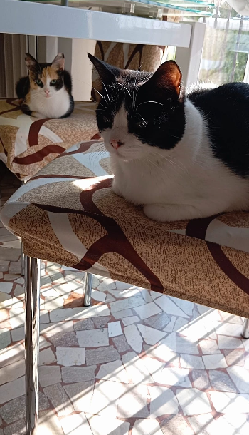 Tato y Ni&ntilde;a: cuentos de casa y de calle | Ivonne Giselle Samon Figueredo | Novel | Safe Creative