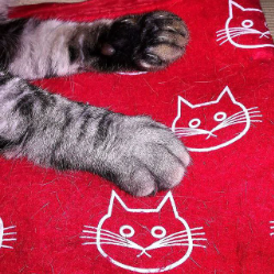 Serafin Carballo Albarr&aacute;n