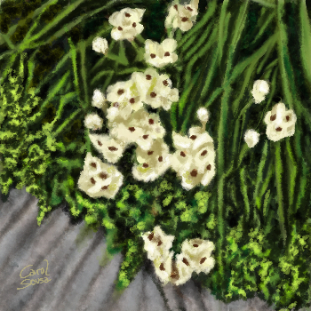 IRIS AFRICANO EN FLOR | Carol Sousa Cuello | Digital art | Safe Creative